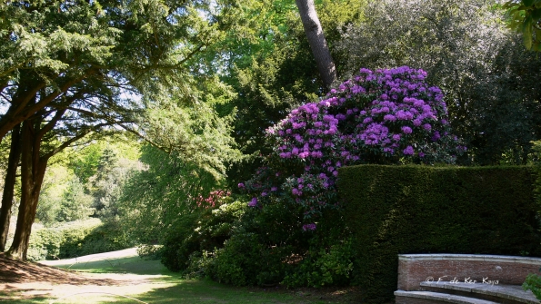 Bois des Moutiers (169) Mai 2012